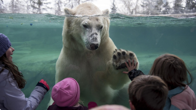 Tourism_Calgary_polar_bear_swim